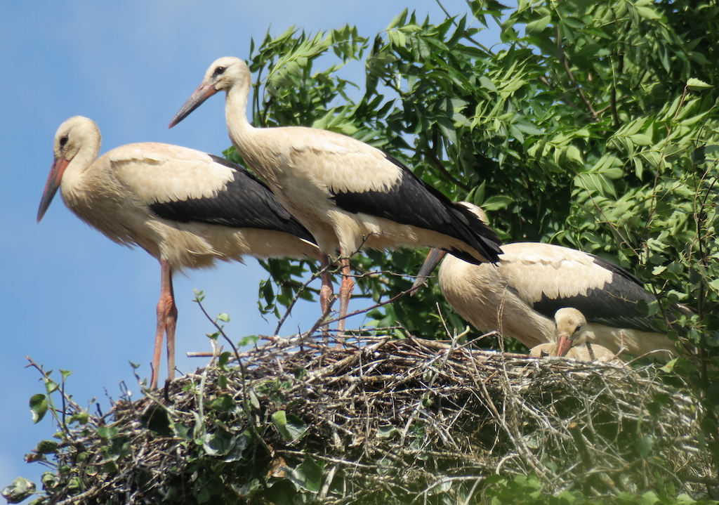 storch